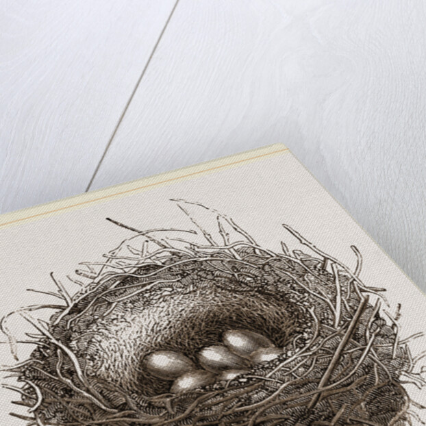 Nest of European Jay by Anonymous