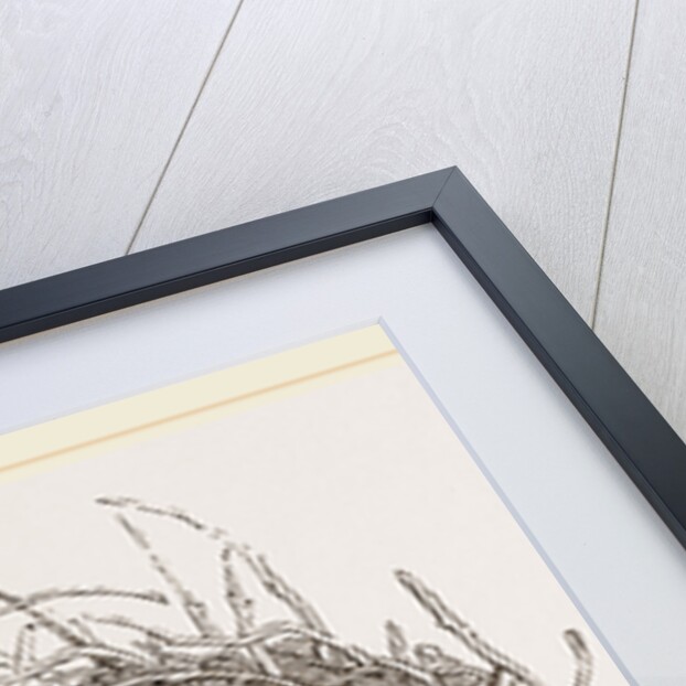 Nest of European Jay by Anonymous