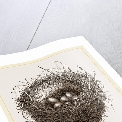 Nest of European Jay by Anonymous