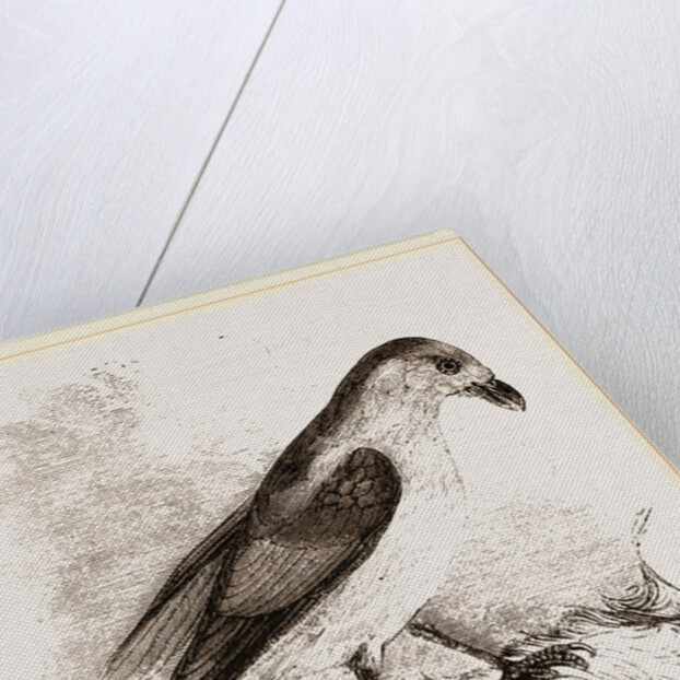 Red-billed Pique-boeuf by Anonymous