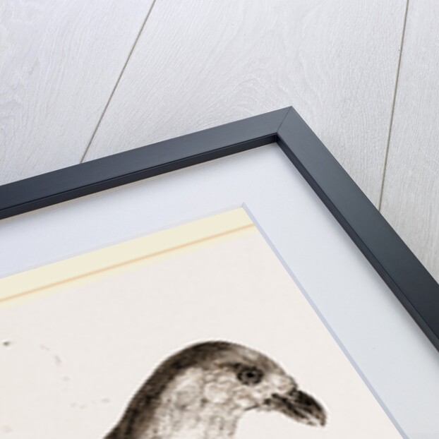 Red-billed Pique-boeuf by Anonymous