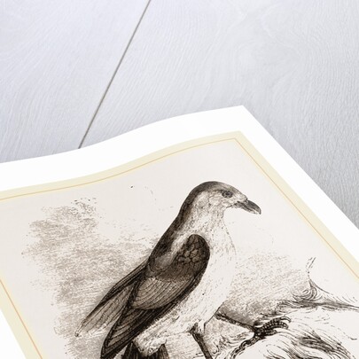 Red-billed Pique-boeuf by Anonymous