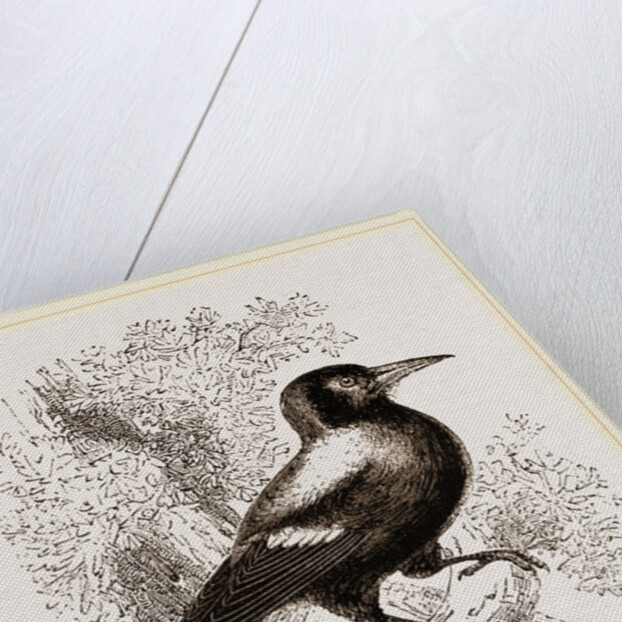 Piping Crow by Anonymous