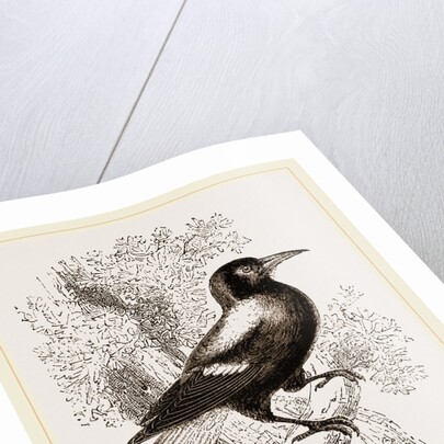 Piping Crow by Anonymous