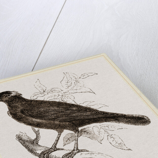 Java Mino-Bird by Anonymous