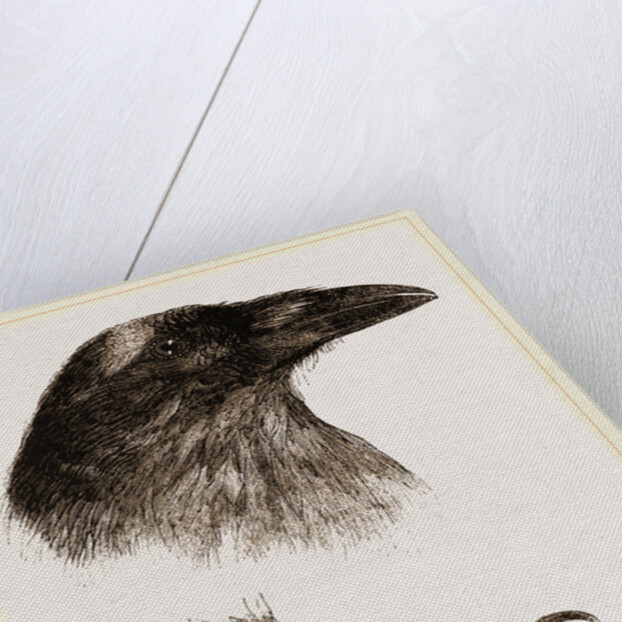 Head and Foot of Raven by Anonymous