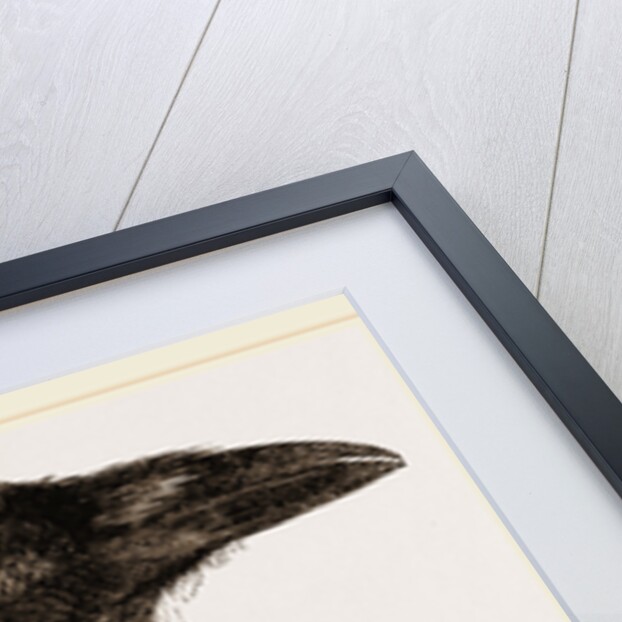 Head and Foot of Raven by Anonymous