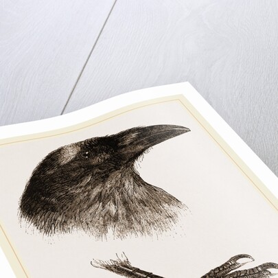 Head and Foot of Raven by Anonymous