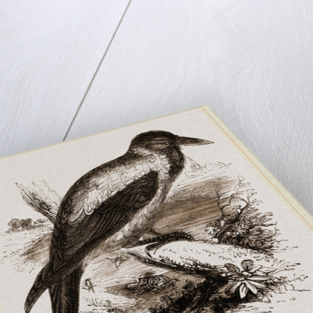 Royston Crow by Anonymous