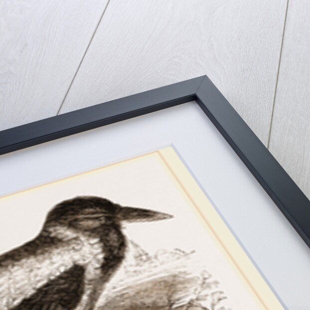 Royston Crow by Anonymous