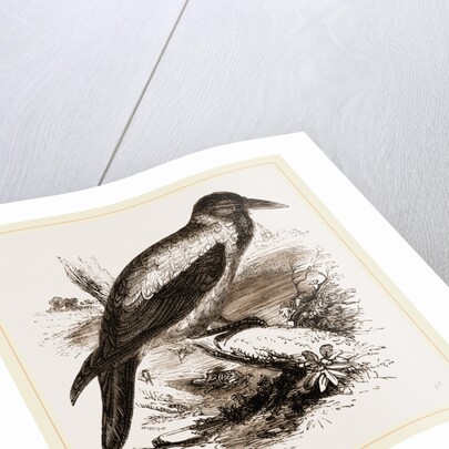 Royston Crow by Anonymous