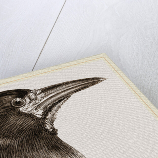 Head of Rook by Anonymous