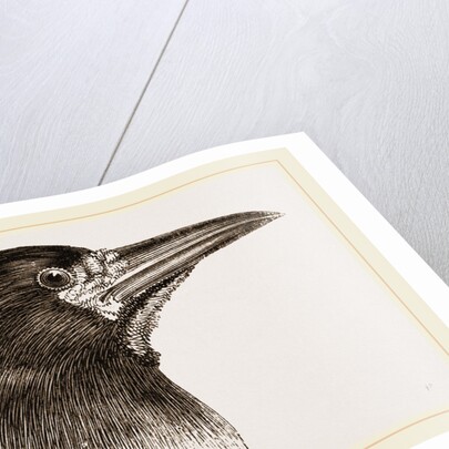Head of Rook by Anonymous