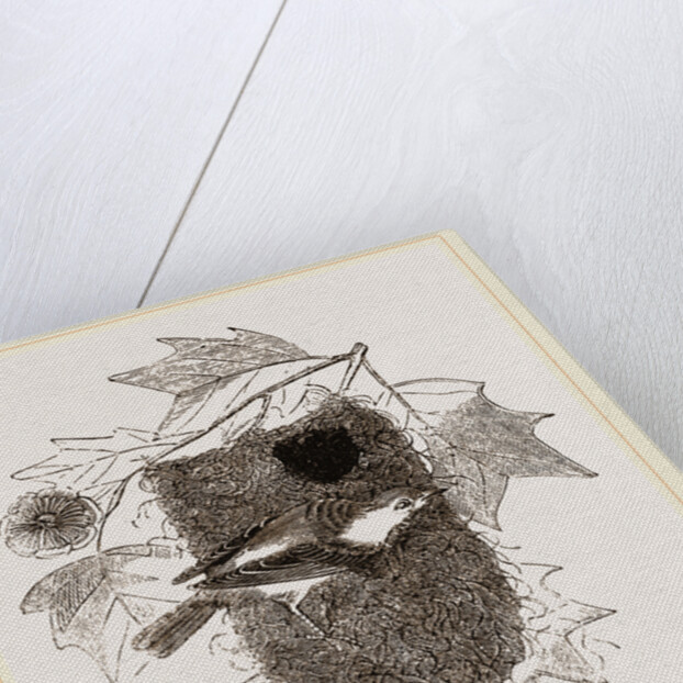 Baltimore Oriole and Nest by Anonymous