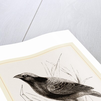 Taha Weaver Birds by Anonymous