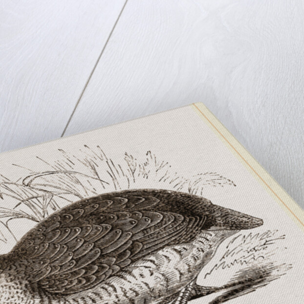 Rock Quail by Anonymous