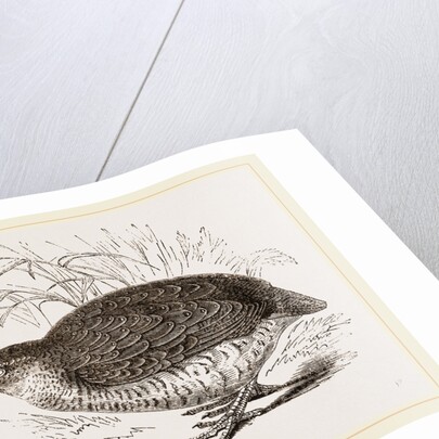 Rock Quail by Anonymous