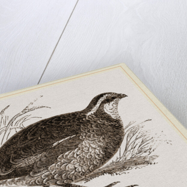 Virginian Quail by Anonymous