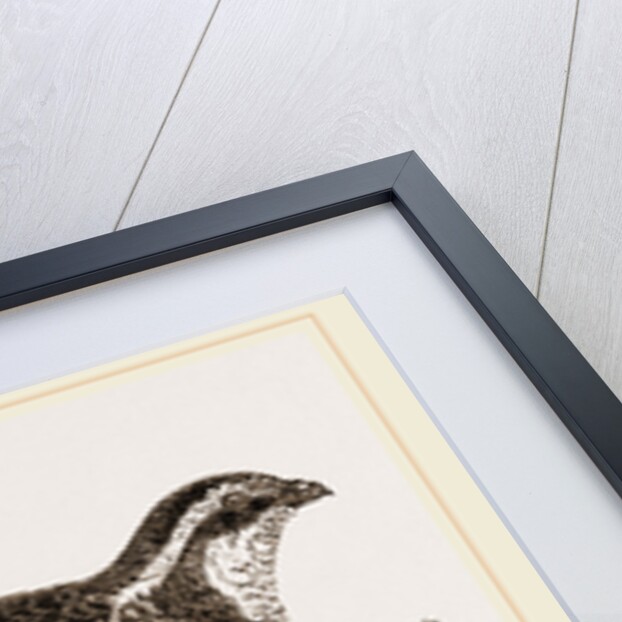 Virginian Quail by Anonymous