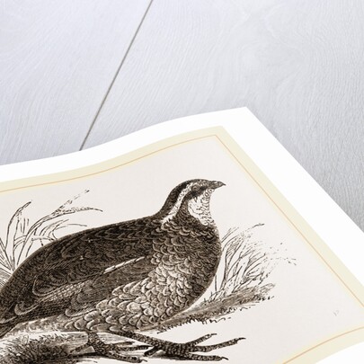 Virginian Quail by Anonymous