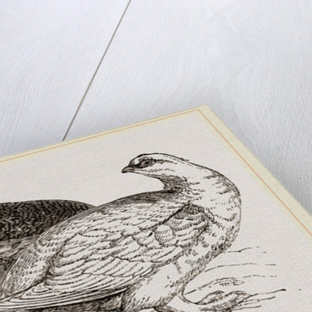 Ptarmigans by Anonymous