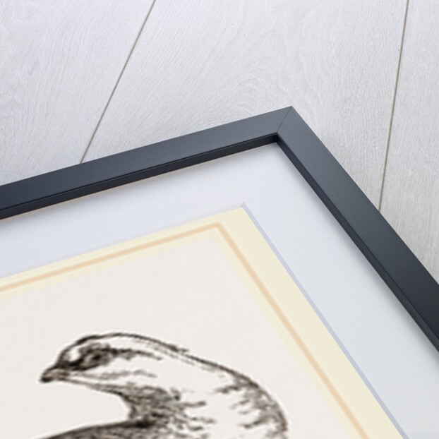 Ptarmigans by Anonymous