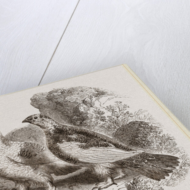 Ptarmigans by Anonymous