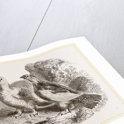 Ptarmigans by Anonymous