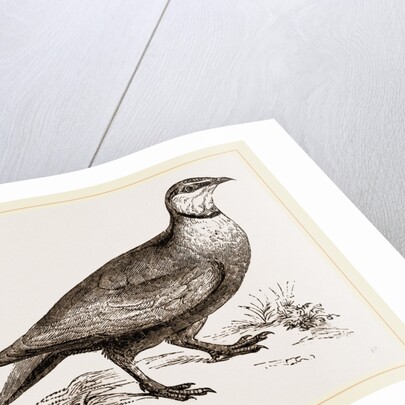 Throat banded Sand Grouse male by Anonymous