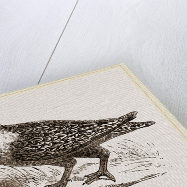 Throat banded Sand Grouse female by Anonymous