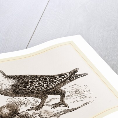 Throat banded Sand Grouse female by Anonymous