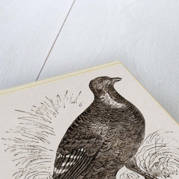 Ferruginous and Grey Francolin by Anonymous