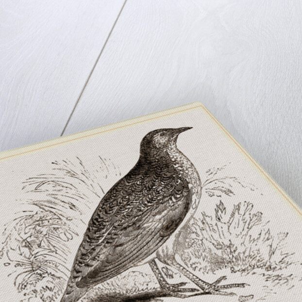 Kunichane Quail by Anonymous