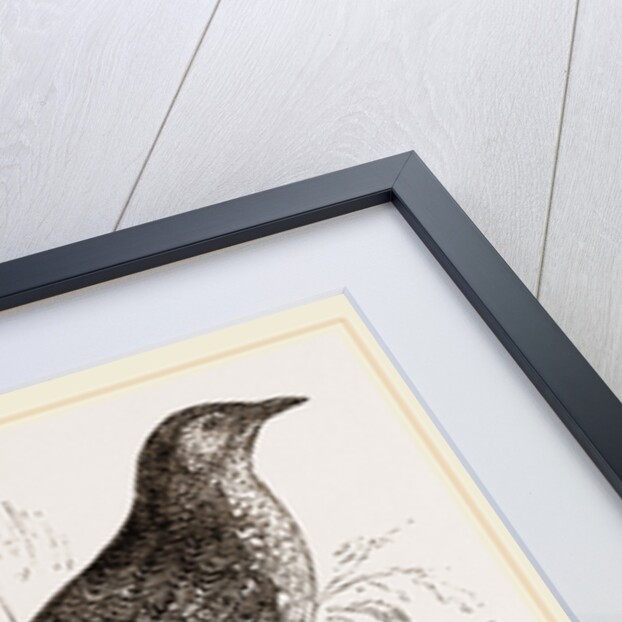 Kunichane Quail by Anonymous