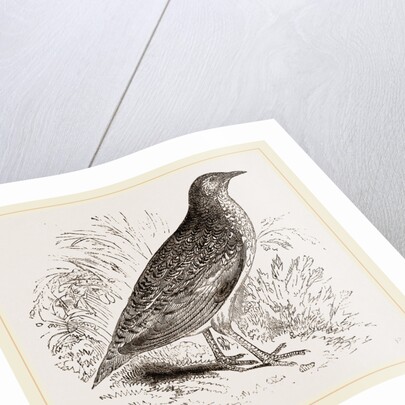 Kunichane Quail by Anonymous