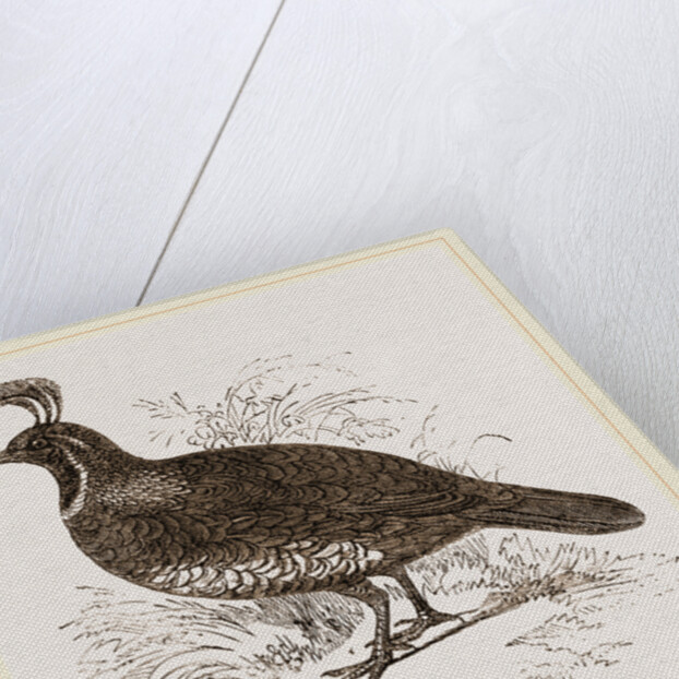 Galifornian Partridge by Anonymous
