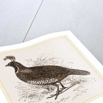Galifornian Partridge by Anonymous