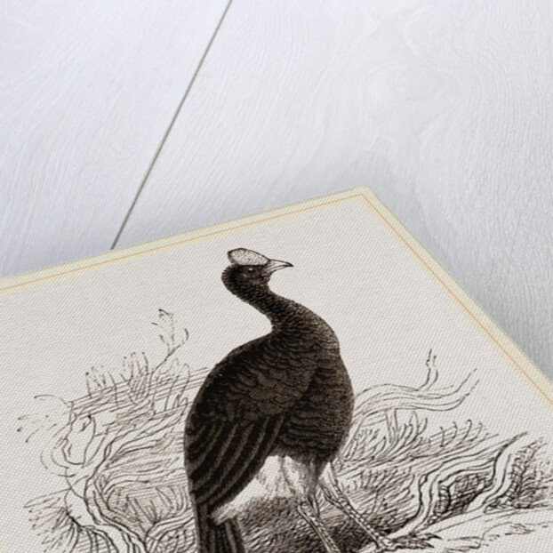 Galeated Curassow by Anonymous