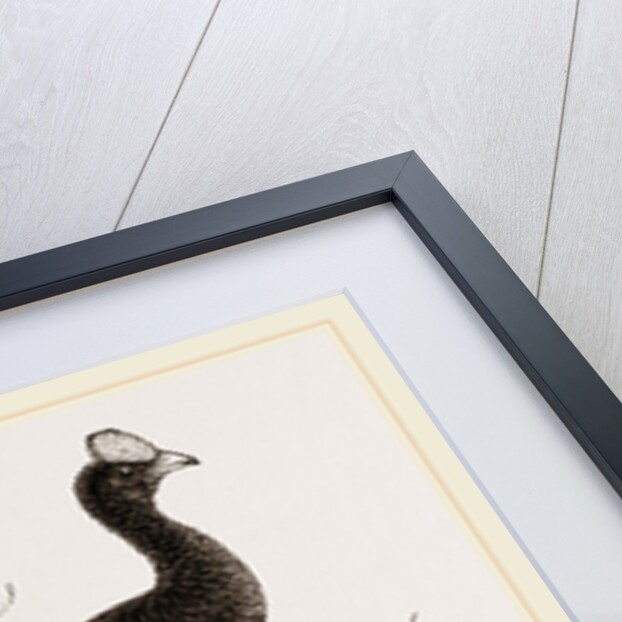 Galeated Curassow by Anonymous