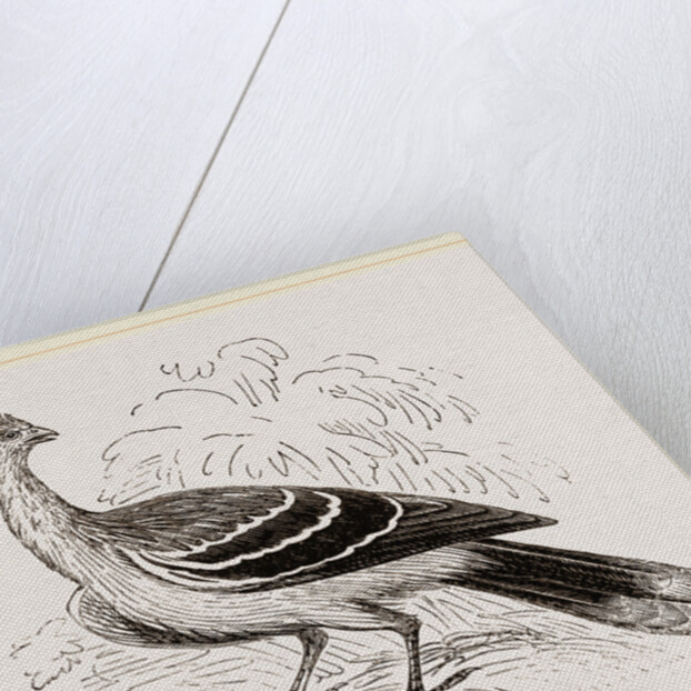 Hoatzin by Anonymous