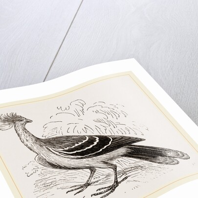 Hoatzin by Anonymous