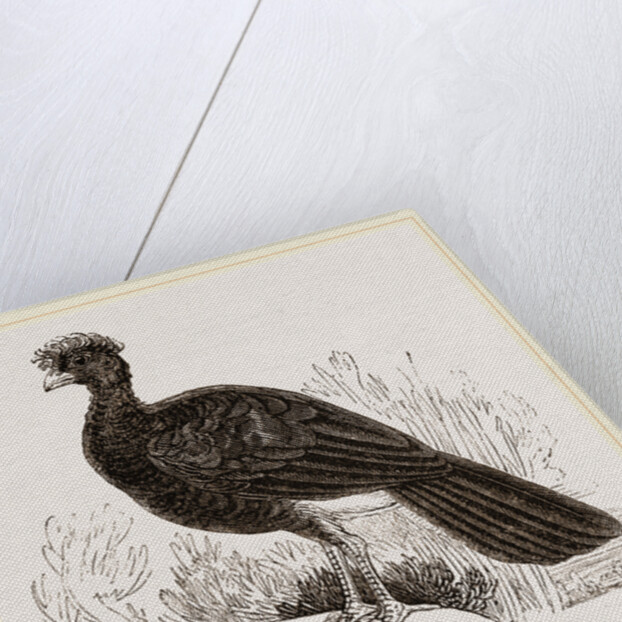 Crested Curassow by Anonymous