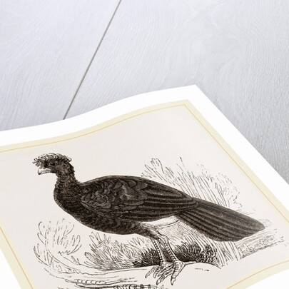 Crested Curassow by Anonymous