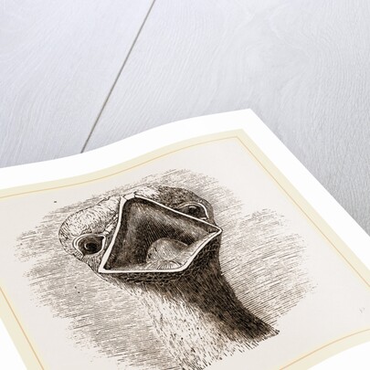 head and Tongue of Ostrich by Anonymous