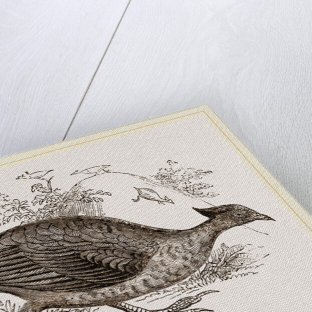 Mound making Megapode by Anonymous