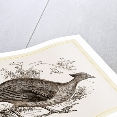 Mound making Megapode by Anonymous