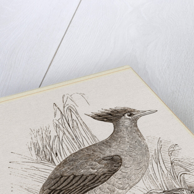 Duperrey's Megapode by Anonymous