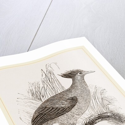 Duperrey's Megapode by Anonymous