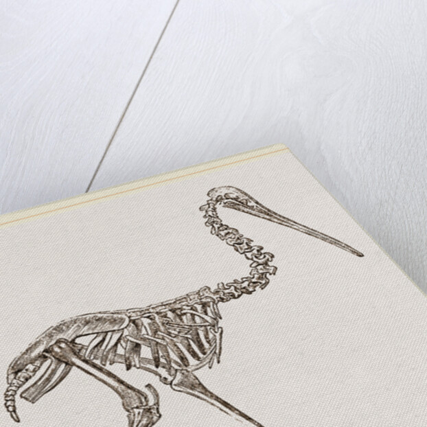 Skeleton of Apteryx by Anonymous