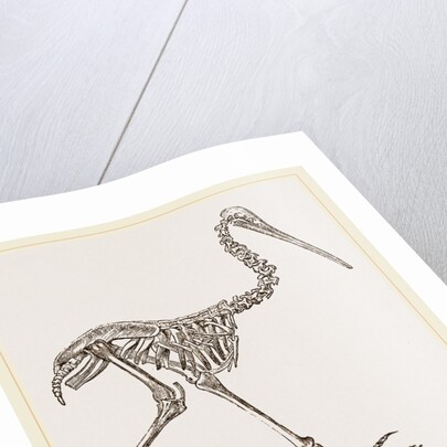 Skeleton of Apteryx by Anonymous